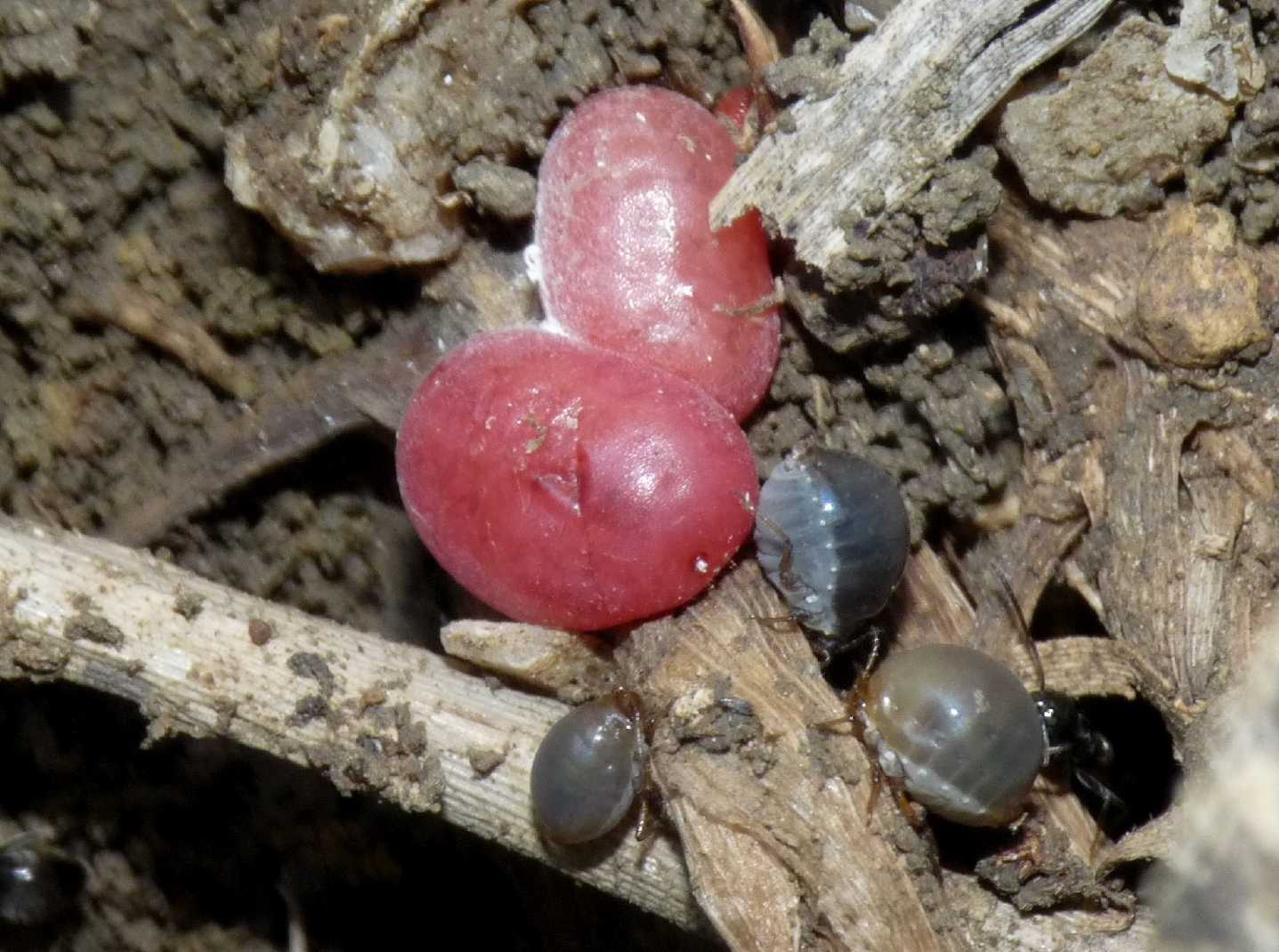 Afidi (Tetraneura sp.?) e coccidi ospiti di Tapinoma